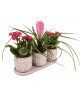 Tillandsia ve Kalanşo Seti
